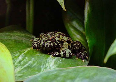 Fire-bellied Toad on Leaf