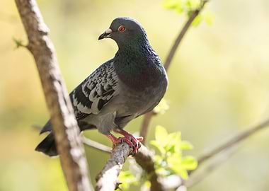 Pigeon on Branch