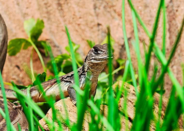 Reeves Butterfly Agama peeking through Grass