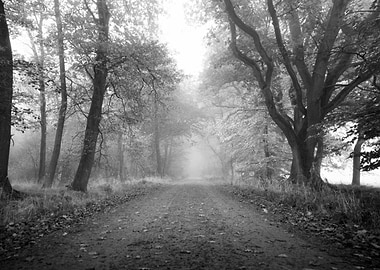 Misty Forest Path