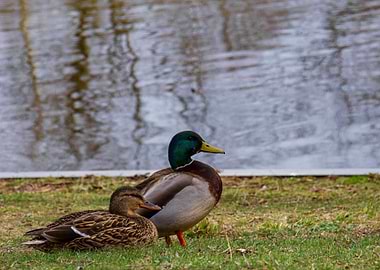 Mallard Ducks by the Pond