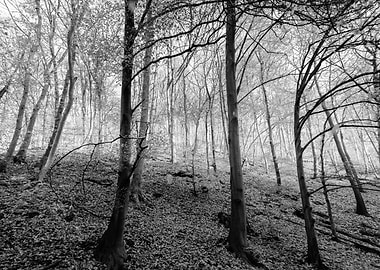 Black and White Forest