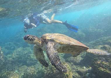 Sea Turtle Encounter