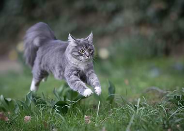 Gray Cat Leaping