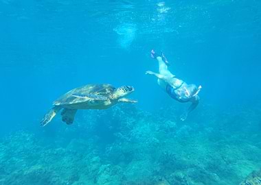 Sea Turtle Encounter