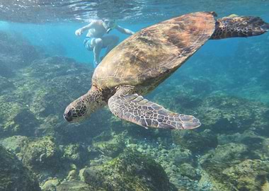 Sea Turtle Underwater