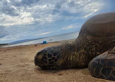 Sea Turtle on Sandy Beach