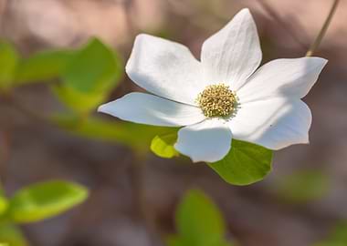 White Dogwood Close-Up