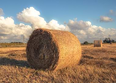 Hay Bale in Field