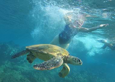 Sea Turtle Encounter