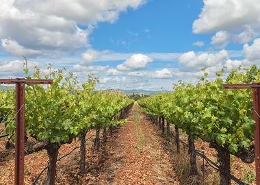 Vineyard Landscape