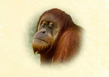 Orangutan Portrait