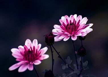 Pink Chrysanthemums