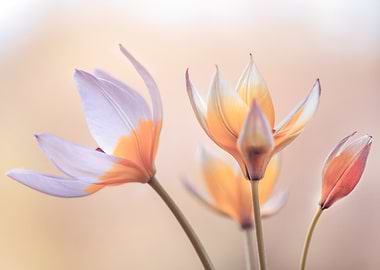 Delicate Peach Tulips