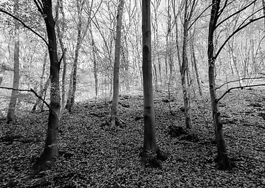 Black and White Forest