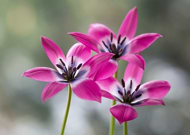 Pink and White Tulips