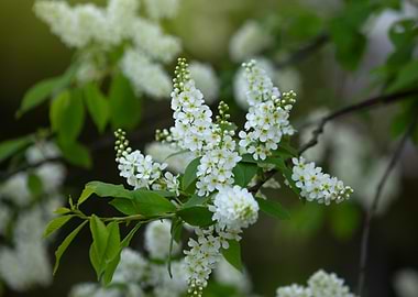 White Blossom Branch