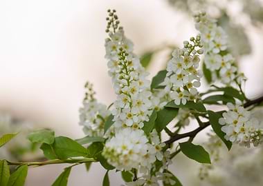 White Blossom Branch