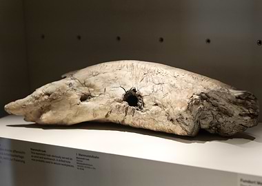 Mammoth Tusk Fossil
