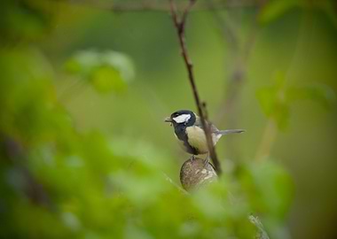 Great Tit Hunting Insects