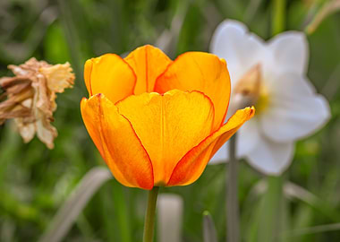 Orange Tulip in Bloom