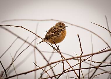 Small Bird on Branch
