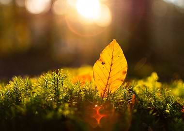 Autumn Leaf in Sunlight