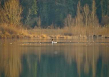 Great Crested Grebe on a Lake