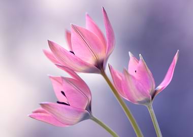 Pink Tulips Close-Up