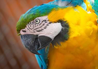 Blue and Gold Macaw Portrait