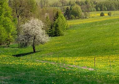 Spring Meadow Landscape