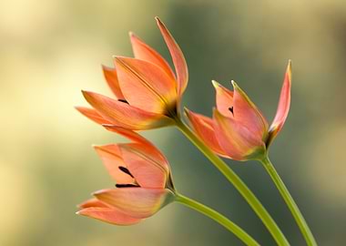 Orange Tulips Close-Up