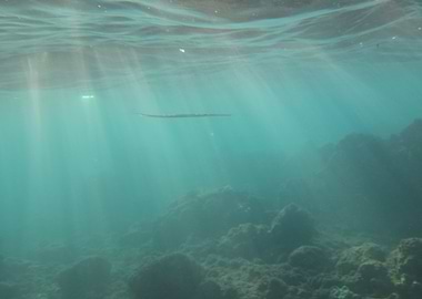 Underwater Sunlight and Rocks