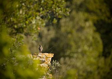 Black Redstart on a Cliff
