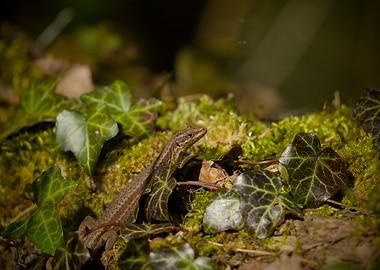 Lizard in Ivy and Moss