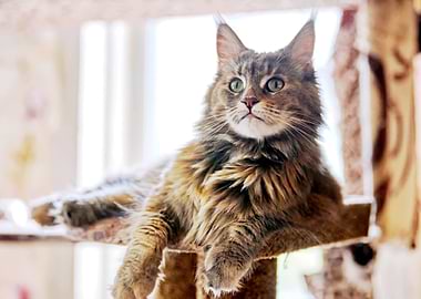Maine Coon Cat Portrait