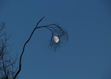 Moon Through Branches