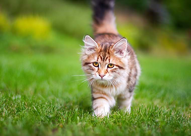Cute Kitten Walking on Grass