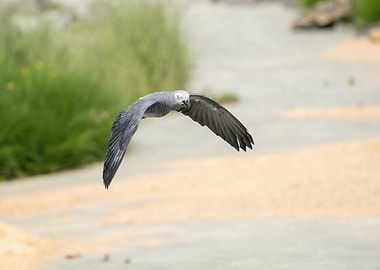 Grey Parrot in Flight