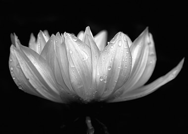 Water Droplets on a Flower