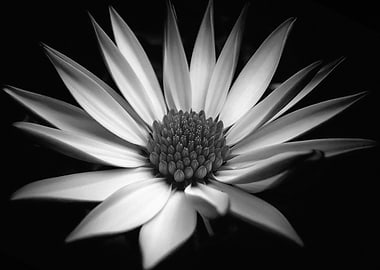 Black and White Flower