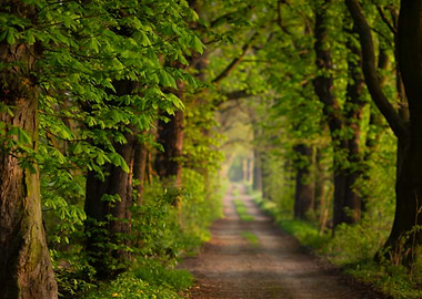 Forest Path in Spring