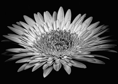 Black and White Gerbera Daisy