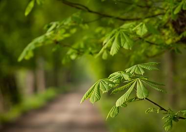 Fresh Green Leaves