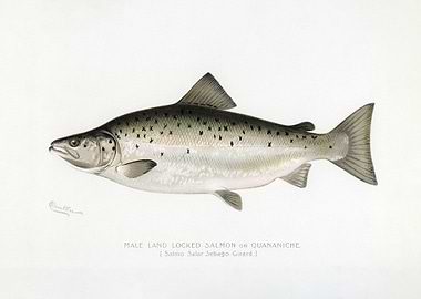Male Landlocked Salmon Illustration