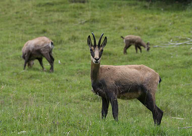 Chamois in Meadow