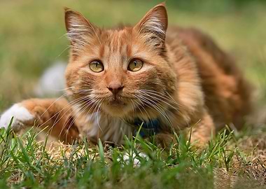Orange Tabby Cat in Grass