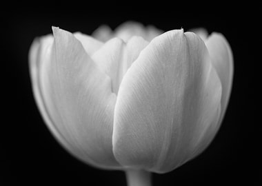 Black and White Tulip