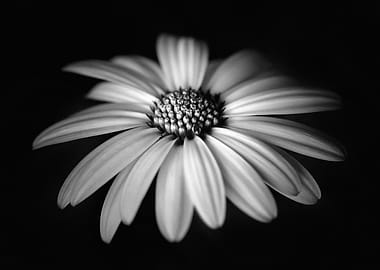 Black and White Daisy