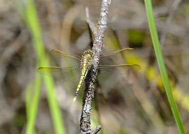 Dragonfly on Branch